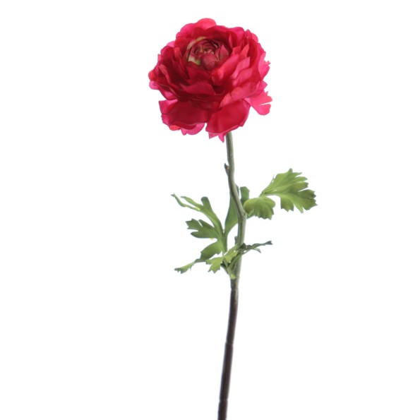 RANUNCULUS 51 CMS (2287-07)