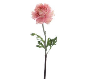 RANUNCULUS 51 CMS (2287-12)