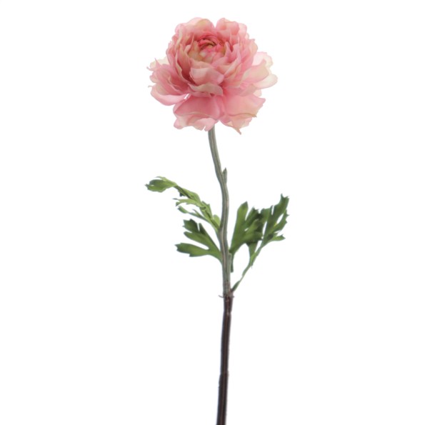 RANUNCULUS 51 CMS (2287-12)
