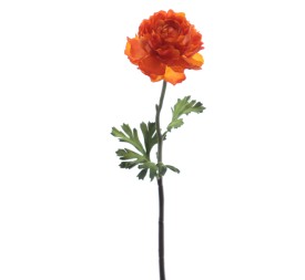 RANUNCULUS 51 CMS (2287-15)