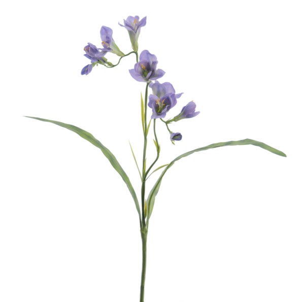 FREESIA 56 CMS (2289-74)