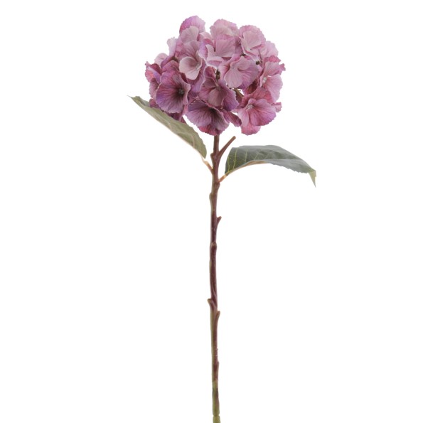HYDRANGEA 50 CMS (2312-06)