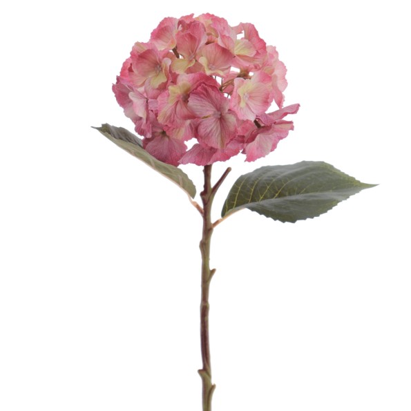 HYDRANGEA 50 CMS (2312-07)