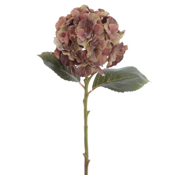 HYDRANGEA 50 CMS (2312-51)