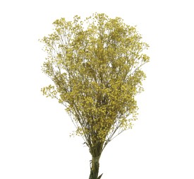 PANICULATA  PRESS 60 cms AMARILLO (16)