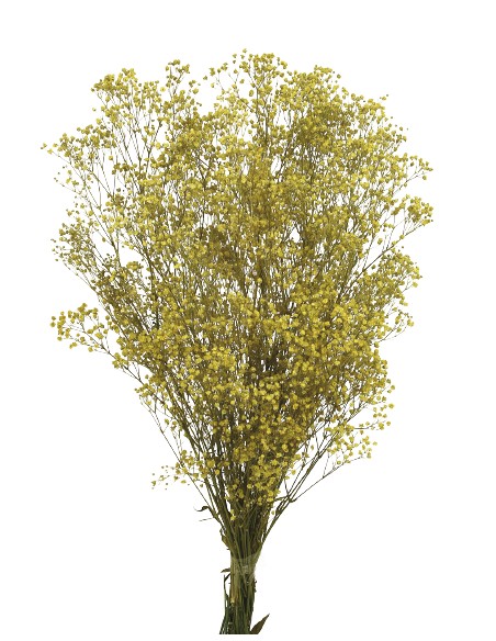 PANICULATA  PRESS 60 cms AMARILLO (16)