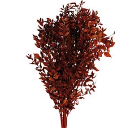 RUSCUS PRESS 70/80 cms. MARRON (32)