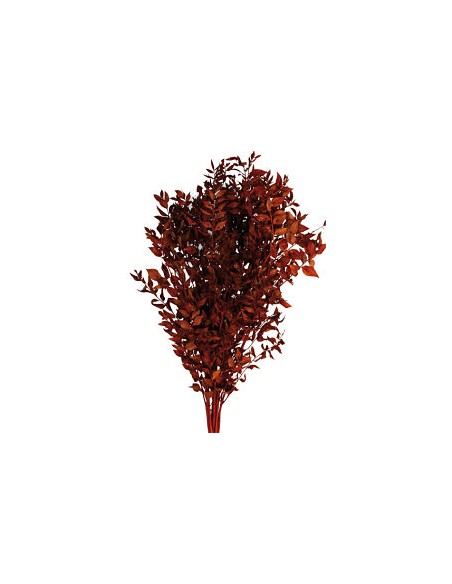 RUSCUS PRESS 70/80 cms. MARRON (32)