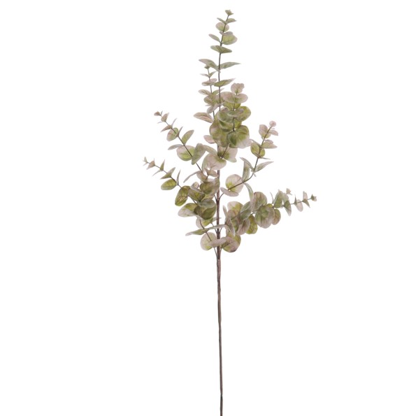 EUCALYPTUS(NAV2585-60)
