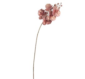 PHALENOPSIS 60 CMS (NAV2647-35)
