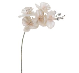PHALENOPSIS 60 CMS (NAV2647-70)