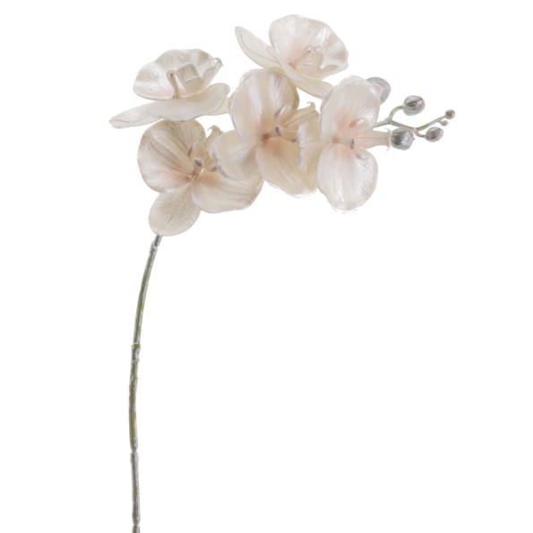 PHALENOPSIS 60 CMS (NAV2647-70)