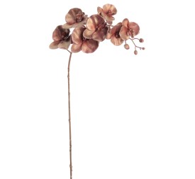 PHALENOPSIS 75 CMS (NAV2648-35)
