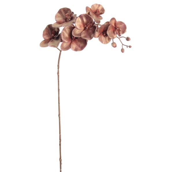 PHALENOPSIS 75 CMS (NAV2648-35)
