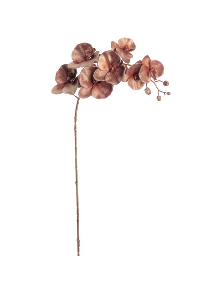PHALENOPSIS 75 CMS (NAV2648-35)