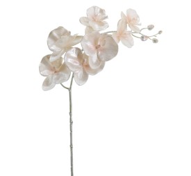 PHALENOPSIS 75 CMS (NAV2648-70)