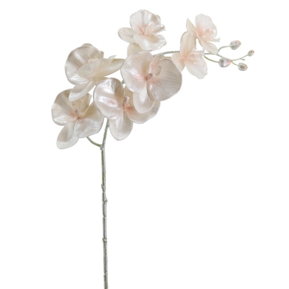 PHALENOPSIS 75 CMS (NAV2648-70)