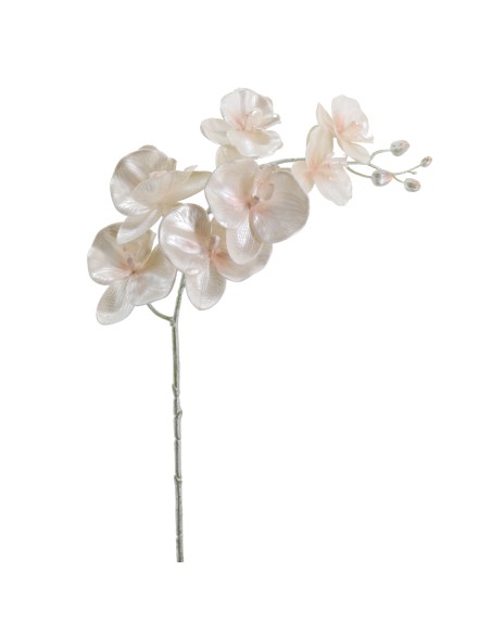 PHALENOPSIS 75 CMS (NAV2648-70)