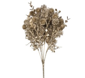 RAMO ECHINOPS (NAV2667-43)