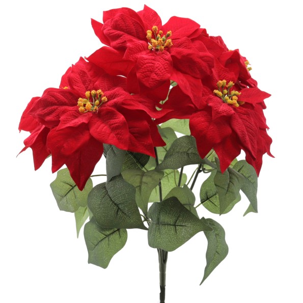RAMO POINSETTIA X 5 (ZND912-08)