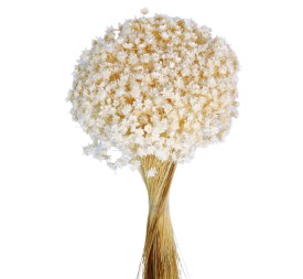 GLIXIA 50 cms. BLANCO (00)