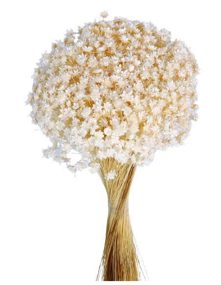 GLIXIA 50 cms. BLANCO (00)