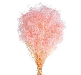 PANICULATA MINI PRESS 40/50 cms. ROSA (40)