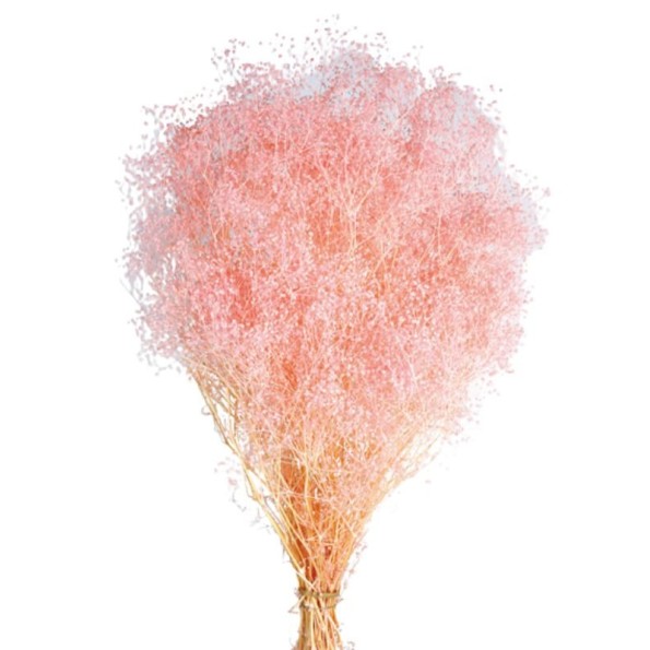 PANICULATA MINI PRESS 40/50 cms. ROSA (40)