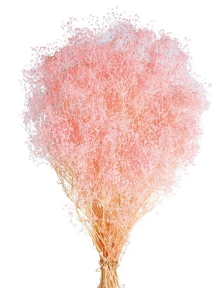 PANICULATA MINI PRESS 40/50 cms. ROSA (40)