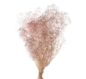 PANICULATA  MINI PRESS 40/50 cms. ROSA EMPOLVADO