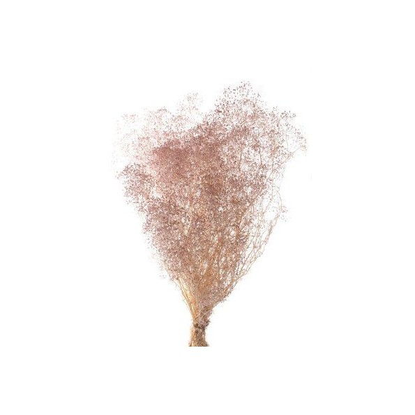 PANICULATA  MINI PRESS 40/50 cms. ROSA EMPOLVADO