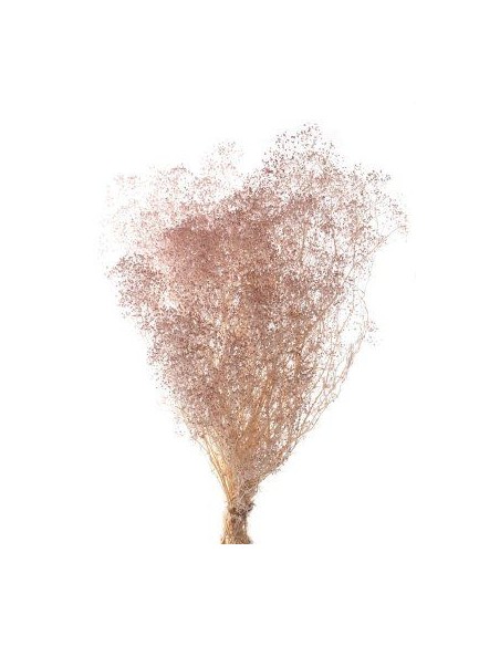 PANICULATA  MINI PRESS 40/50 cms. ROSA EMPOLVADO