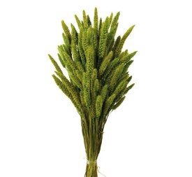 SETARIA 75 cms. VERDE (69)