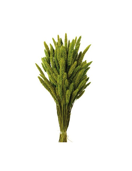 SETARIA 75 cms. VERDE (69)