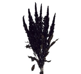 AMARANTHUS PRESS. 40/50 cms. PURPURA