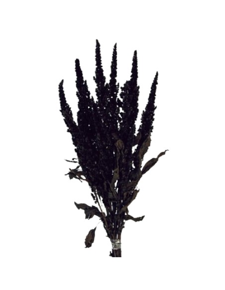 AMARANTHUS PRESS. 40/50 cms. PURPURA