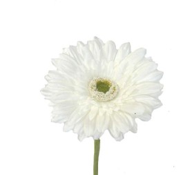 GERBERA  2295-01