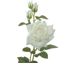 ROSA (T.N.) 75 CMS -& CREMA (2420-01)