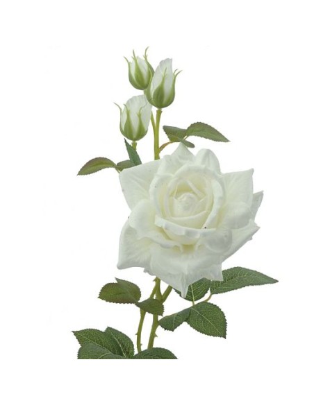 ROSA (T.N.) 75 CMS -& CREMA (2420-01)