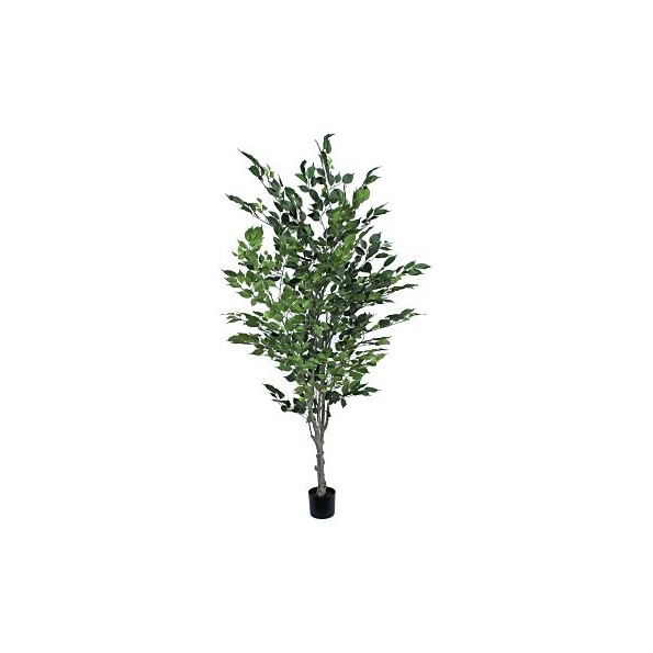 ARBOL FICUS BENJAMINA 200 CM