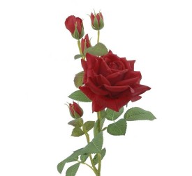 ROSA (T.N.) 75 CMS -& ROJO (2420