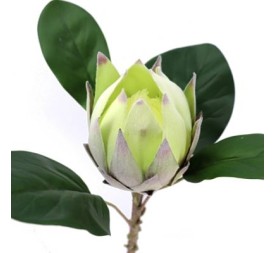 PROTEA (2089-09)