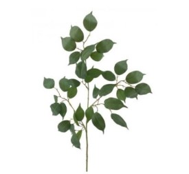 FICUS BENJAMINA (T.N.) - & VERDE (2102-09)