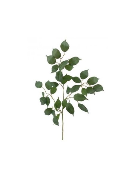 FICUS BENJAMINA (T.N.) - & VERDE (2102-09)
