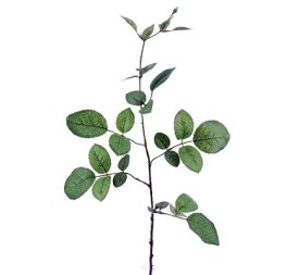 HOJA ROSAL 74cm(40cm)