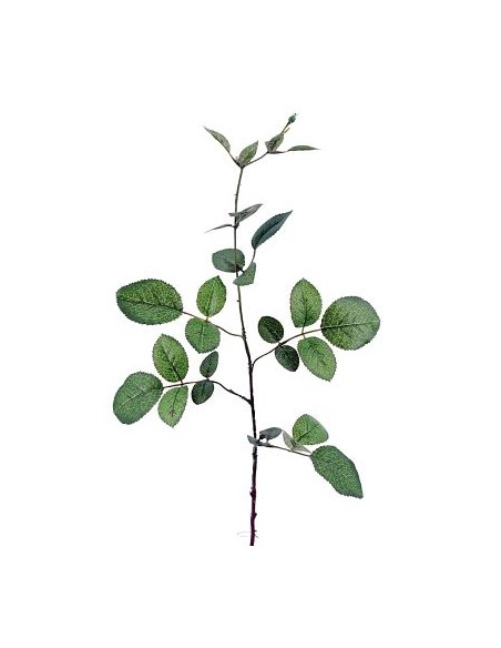 HOJA ROSAL 74cm(40cm)
