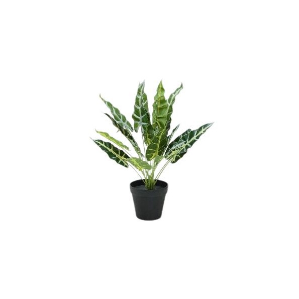 PLANTA ELEFANTE X18 C/mac.42cm