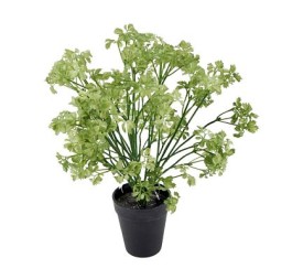 RAMO PEREJIL X2 43cm