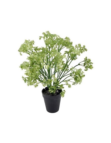 RAMO PEREJIL X2 43cm