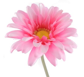 GERBERA ROSA (2290-12)